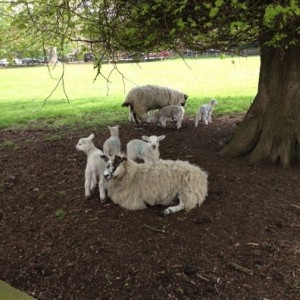 Lambs!