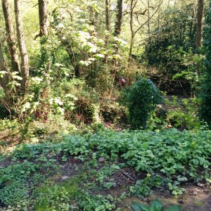 A slight detour through the woods